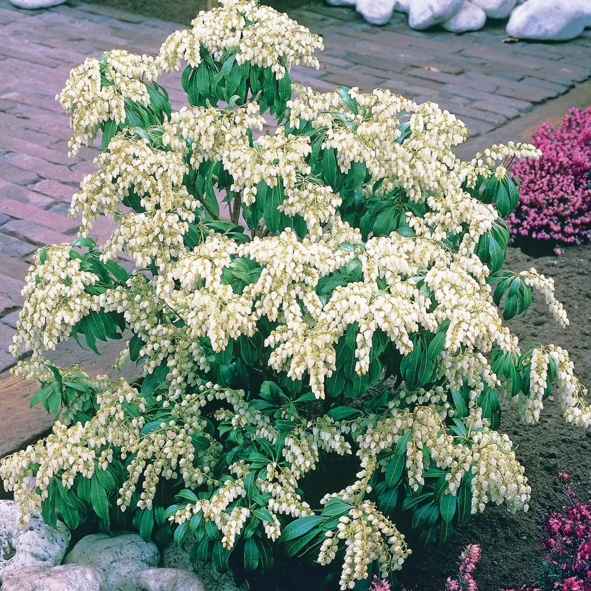 Pieris Cascade blanche - Cascade blanche au printemps