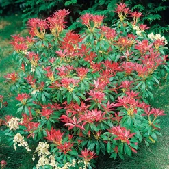 Pieris Forest flame - 4 couleurs sur un seul arbuste
