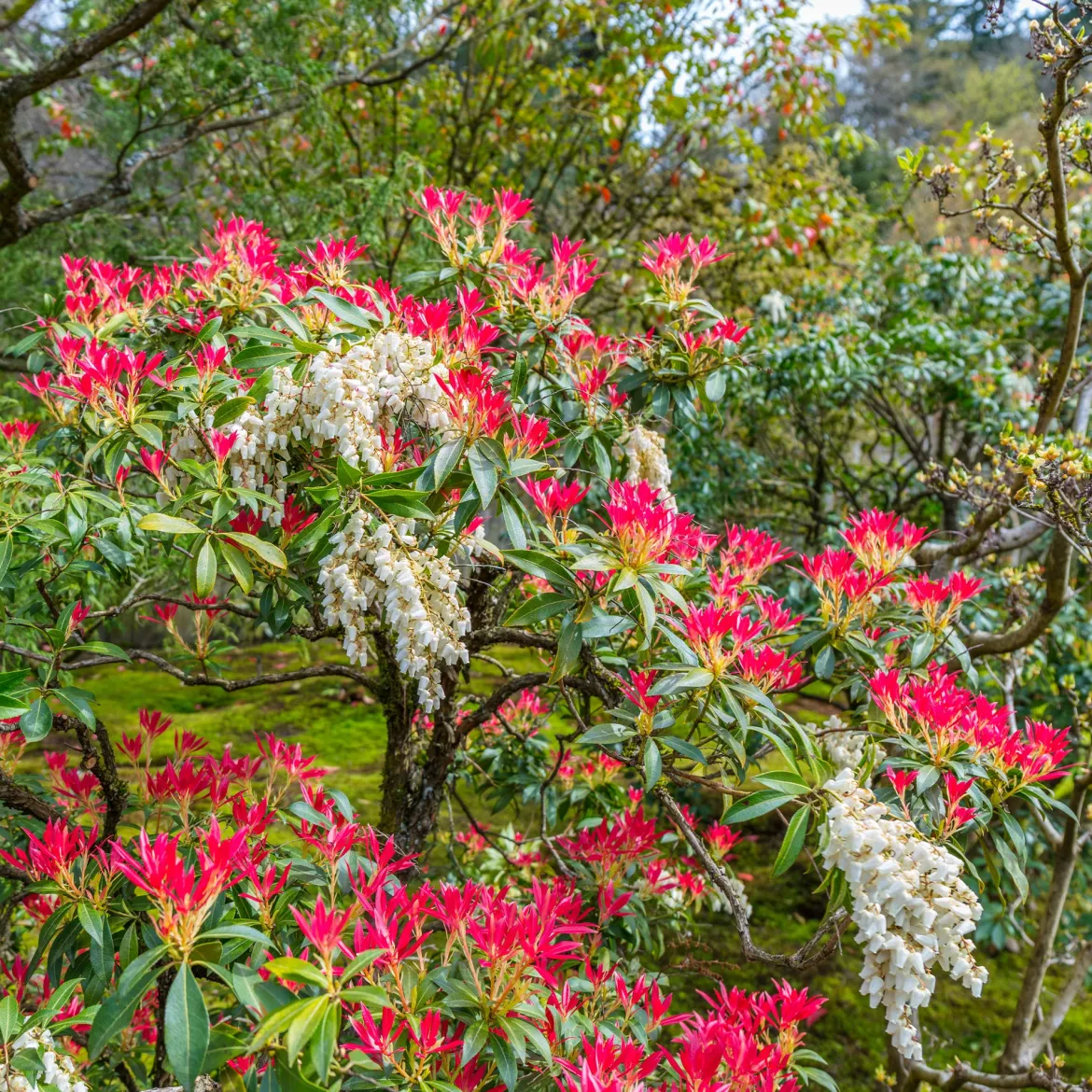 Pieris Forest flame - 4 couleurs sur un seul arbuste