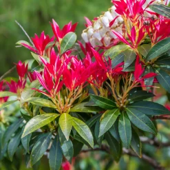 Pieris Forest flame - 4 couleurs sur un seul arbuste
