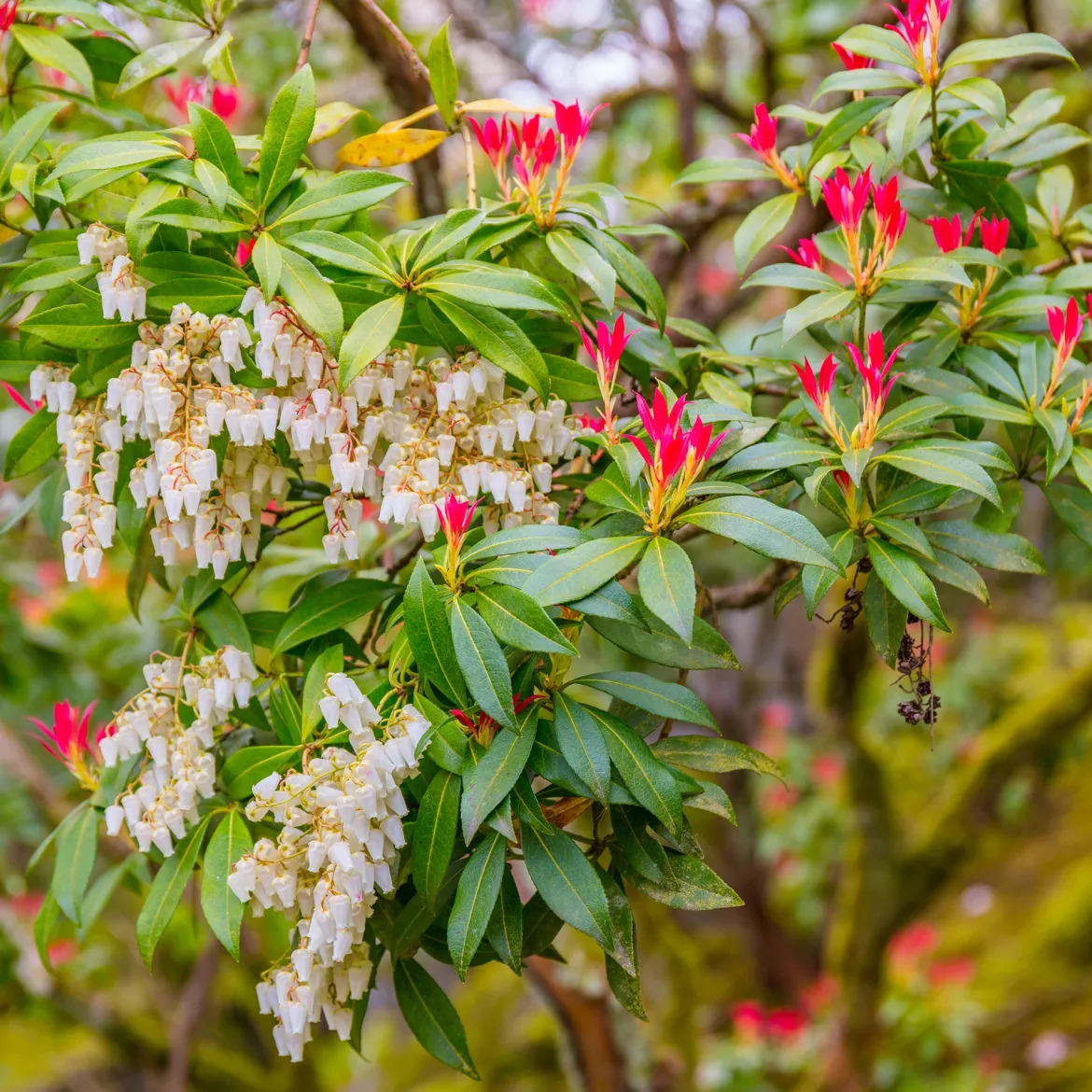 Pieris Forest flame - 4 couleurs sur un seul arbuste