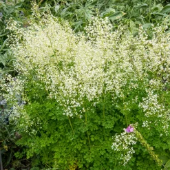 Pigamon Delavayi blanc - Nuage floral au jardin