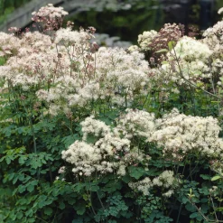 Pigamon Delavayi blanc - Nuage floral au jardin