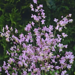 Pigamon de Rochebrun - Nuage rose au jardin
