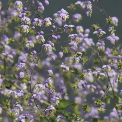 Pigamon de Rochebrun - Nuage rose au jardin