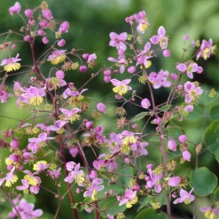 Pigamon de Rochebrun - Nuage rose au jardin