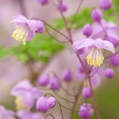 Pigamon du père Delavay - Un nuage violet au jardin