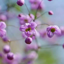 Pigamon du père Delavay - Un nuage violet au jardin