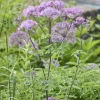 Pigamons à feuilles d'Ancolie - Un nuage violet au jardin