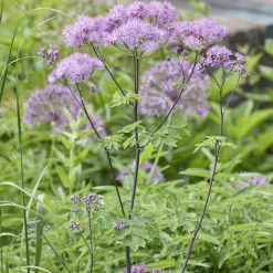 Pigamons à feuilles d'Ancolie - Un nuage violet au jardin