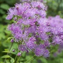 Pigamons à feuilles d'Ancolie - Un nuage violet au jardin