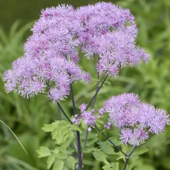 Pigamons à feuilles d'Ancolie - Un nuage violet au jardin