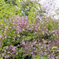 Pigamon Splendide - Un nuage rose au jardin