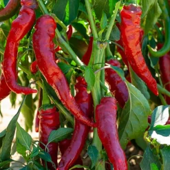 Piment de Cayenne - Le piquant fait maison