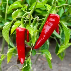 Piment d'Espelette - Gorria - Le vrai goût du Sud-Ouest