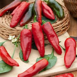 Piment d'Espelette - Gorria - Le vrai goût du Sud-Ouest