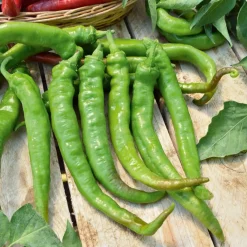 Piment Doux très long des Landes - Doux, croquant, sans piquant