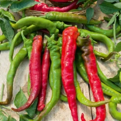 Piment Doux très long des Landes - Doux, croquant, sans piquant