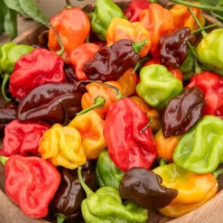 Piment Habanero - Le piment le plus intense