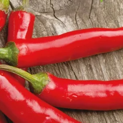 Piment Westlandse lange rode Bio - Des piments rouges longs et parfumés