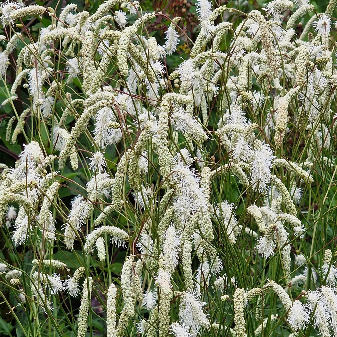 Pimprenelle blanche - Sanguisorbe - Épis blancs qui dansent