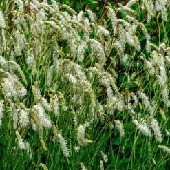 Pimprenelle blanche - Sanguisorbe - Épis blancs qui dansent