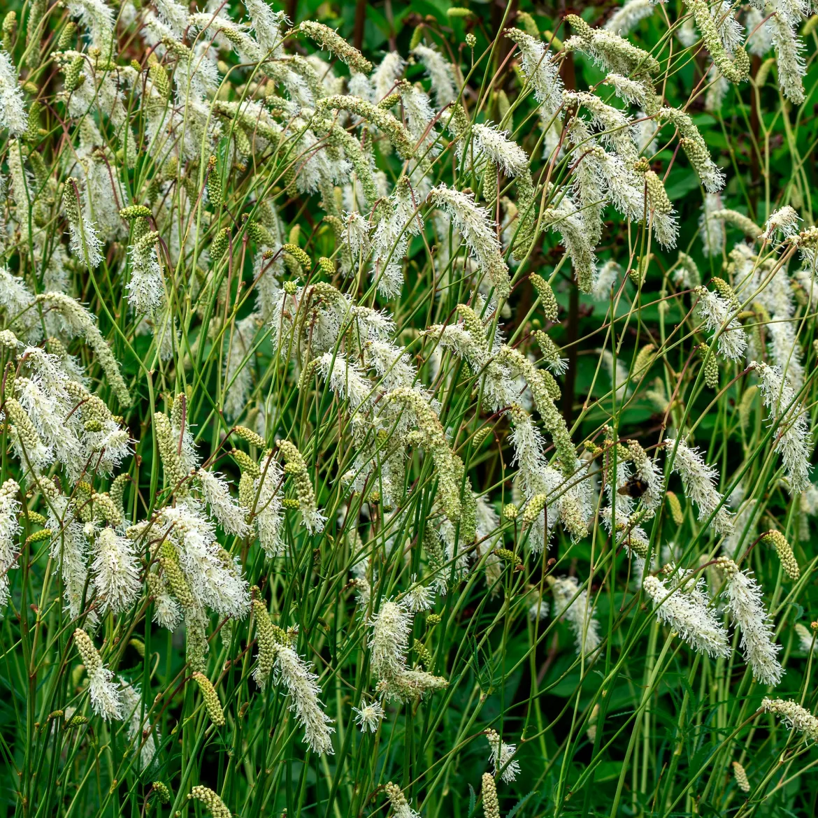 Pimprenelle blanche - Sanguisorbe - Épis blancs qui dansent