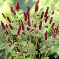 Pimprenelle d'Alaska - Sanguisorbe - Des épis roses tout l'été
