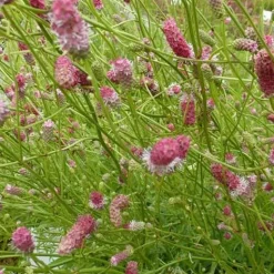 Pimprenelle à fines feuilles Pink Elephant - Des épis roses tout l'été