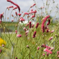 Pimprenelle à fines feuilles pourpre - Sanguisorbe - Des épis qui dansent au vent