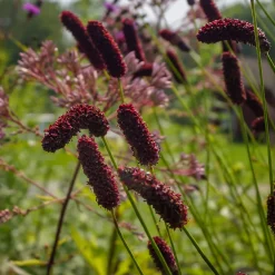 Pimprenelle à fines feuilles pourpre - Sanguisorbe - Des épis qui dansent au vent
