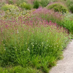Pimprenelle à fines feuilles pourpre - Sanguisorbe - Des épis qui dansent au vent