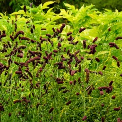 Pimprenelle à fines feuilles pourpre - Sanguisorbe - Des épis qui dansent au vent