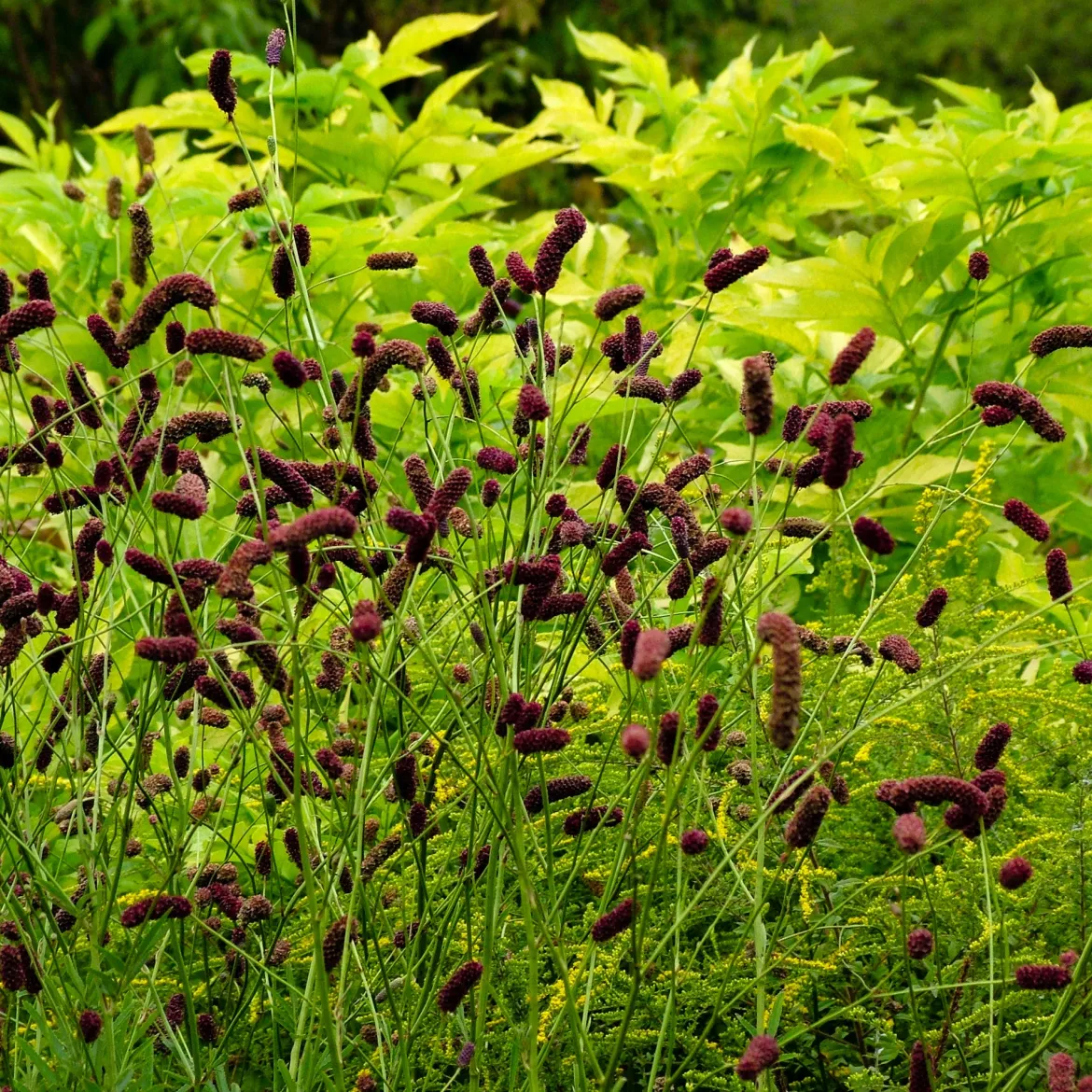 Pimprenelle à fines feuilles pourpre - Sanguisorbe - Des épis qui dansent au vent