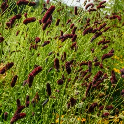 Pimprenelle à fines feuilles pourpre - Sanguisorbe - Des épis qui dansent au vent