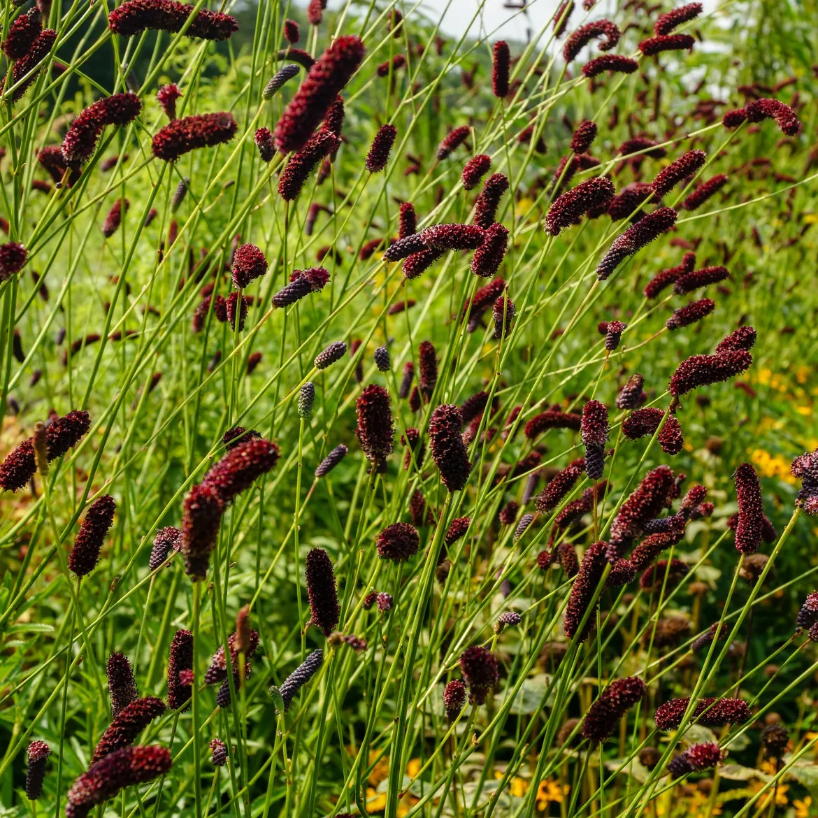 Pimprenelle à fines feuilles pourpre - Sanguisorbe - Des épis qui dansent au vent