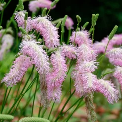 Pimprenelle Pink Brushes - Sanguisorbe - Des épis roses tout l'été