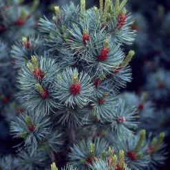 Pin blanc du Japon Negishi - Le bonsaï géant du jardin