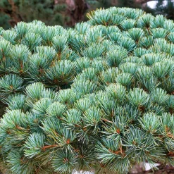 Pin blanc du Japon Negishi - Le bonsaï géant du jardin
