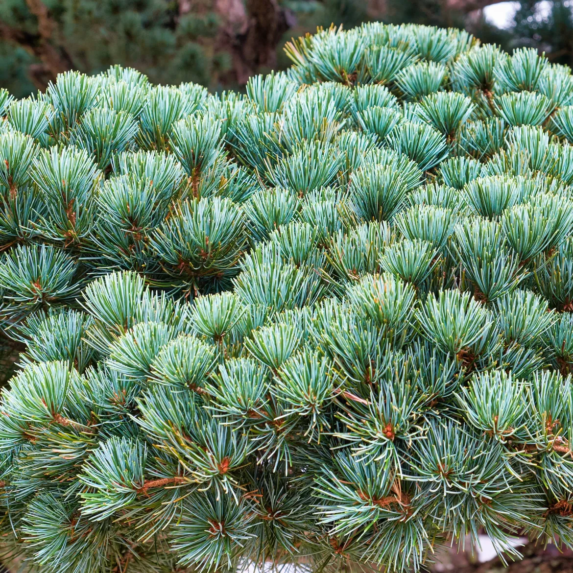 Pin blanc du Japon Negishi - Le bonsaï géant du jardin