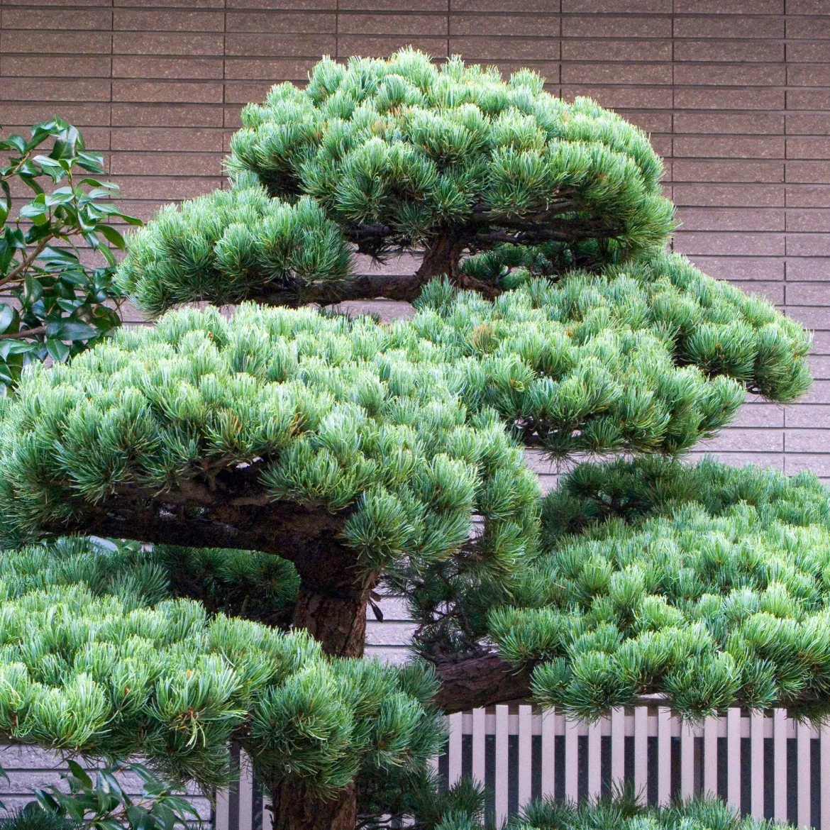 Pin blanc du Japon Negishi - Le bonsaï géant du jardin