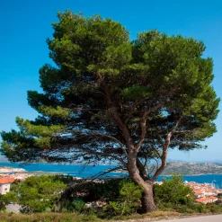 Pin d’Alep - L'arbre qui adore le soleil