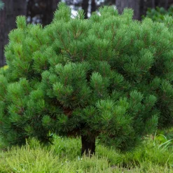 Pin des montagnes - Vert toute l'année sans effort