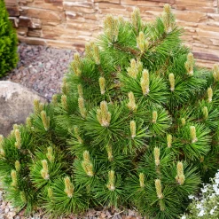Pin des montagnes - Vert toute l'année sans effort