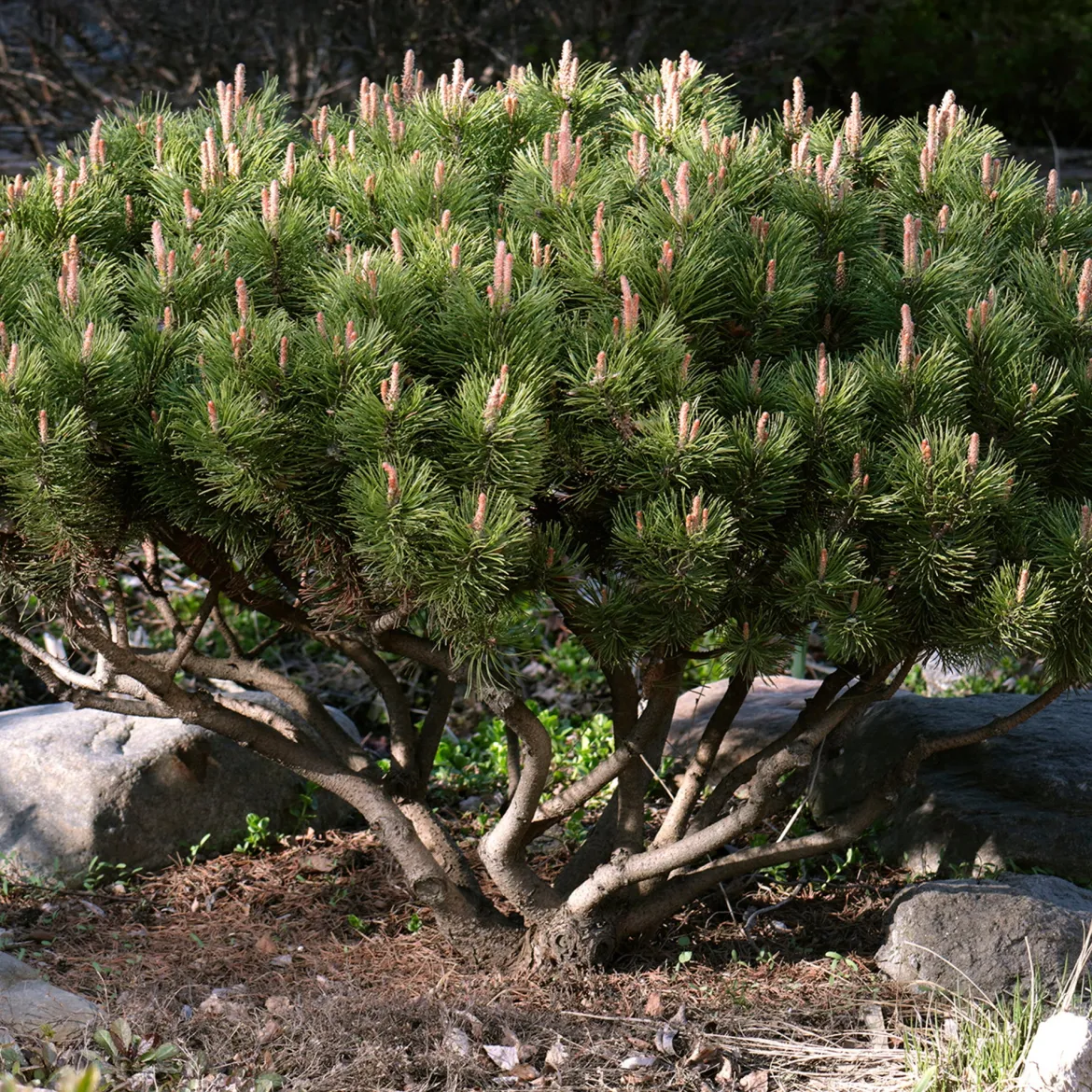 Pin des montagnes - Vert toute l'année sans effort