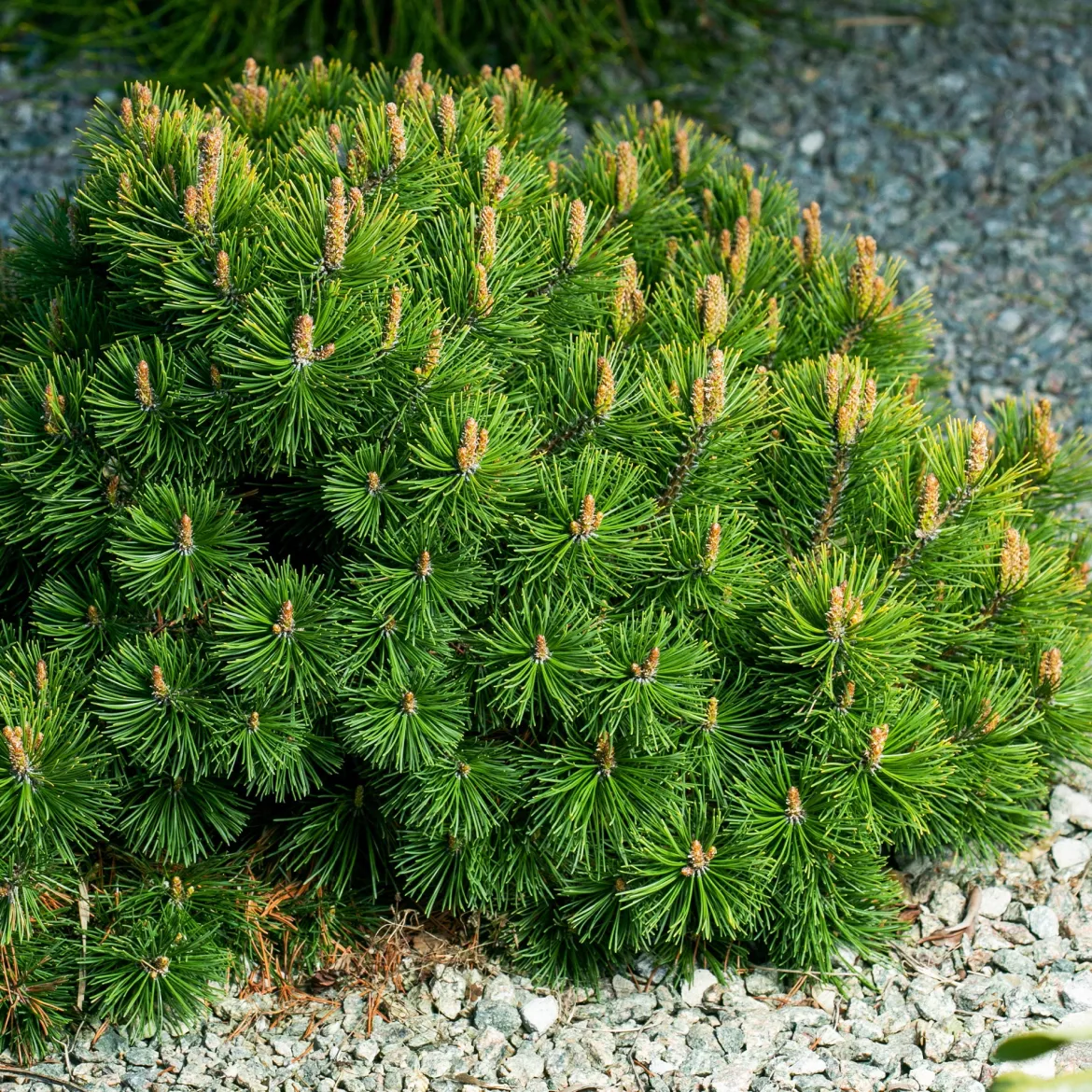 Pin des montagnes - Vert toute l'année sans effort