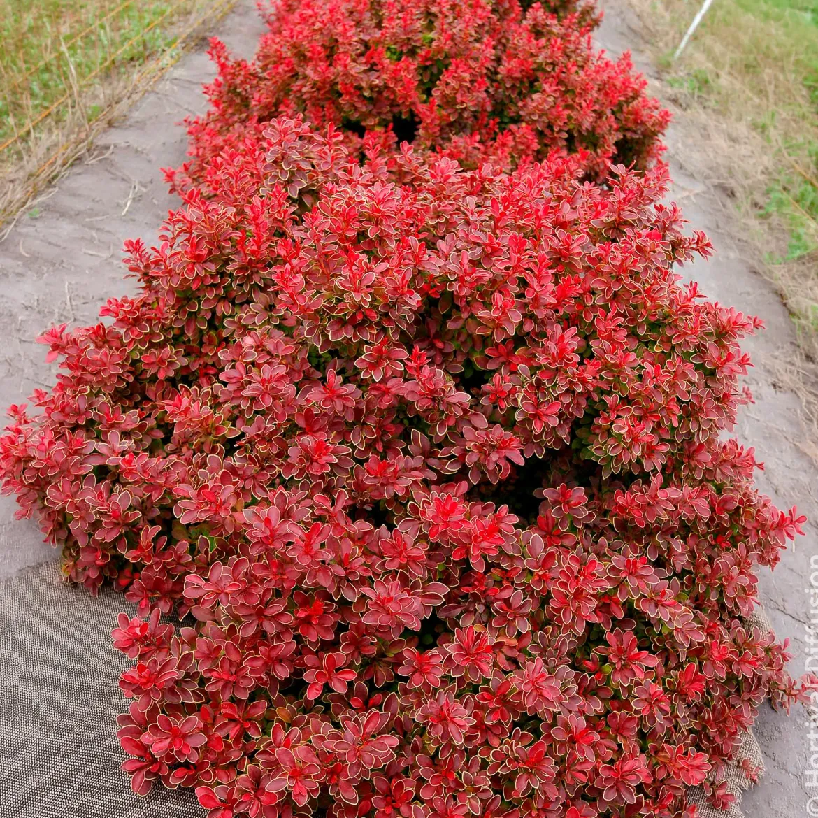 Épine-vinette Admiration - Le rouge qui claque au jardin