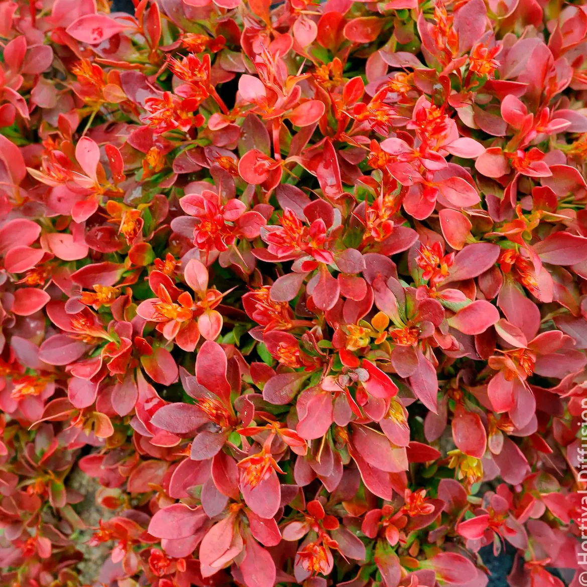Épine-vinette Admiration - Le rouge qui claque au jardin
