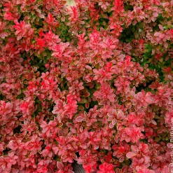 Épine-vinette Admiration - Le rouge qui claque au jardin