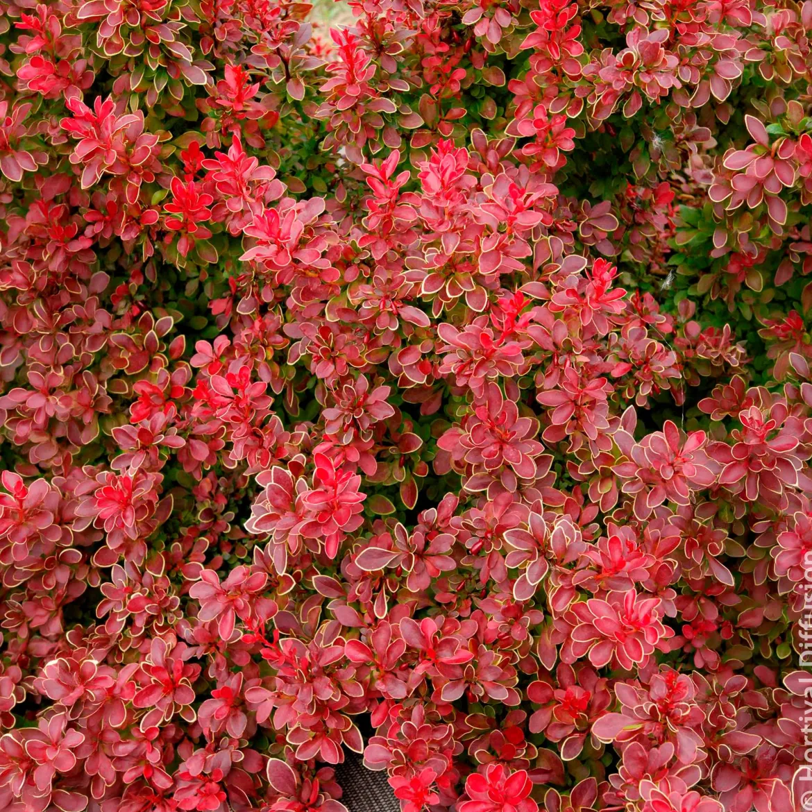 Épine-vinette Admiration - Le rouge qui claque au jardin